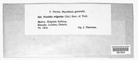 Puccinia erigeniae image